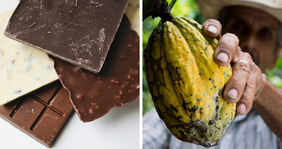 Increíble Los precios del cacao alcanzan máximos históricos mientras