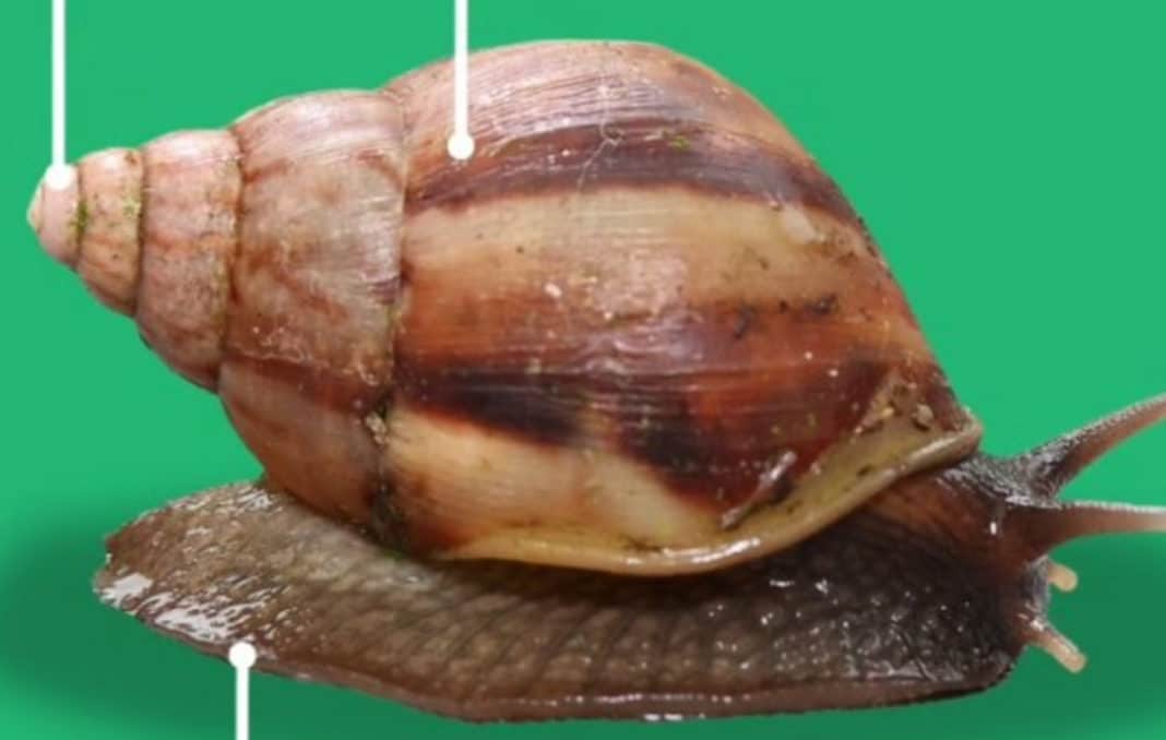 ¡Alerta! Caracol africano gigante: ¿Cómo identificarlo y qué hacer?