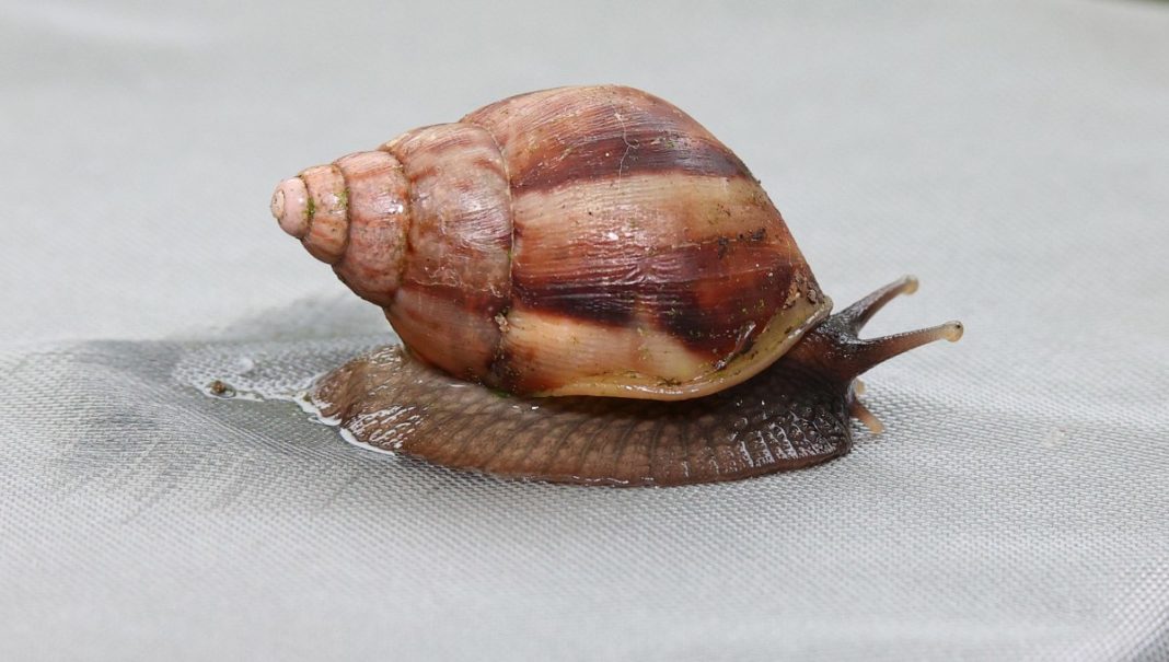 ¡Alerta! Caracol gigante africano invade Chile y pone en peligro la salud