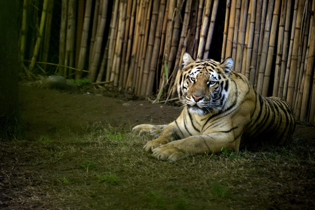 ¡Impactante! Adulto mayor en riesgo vital tras ser atacado por tigre en zoológico