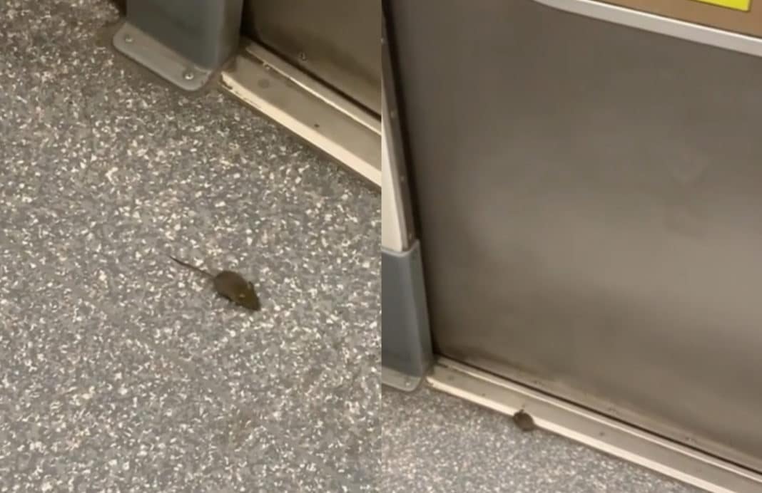 ¡Increíble! Un pequeño ratón pasea por el Metro de Santiago y conquista a todos