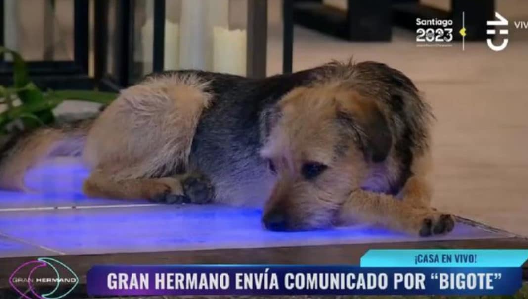 Escándalo en Gran Hermano: Maltrato animal y acoso sexual desatan más de 4 mil denuncias