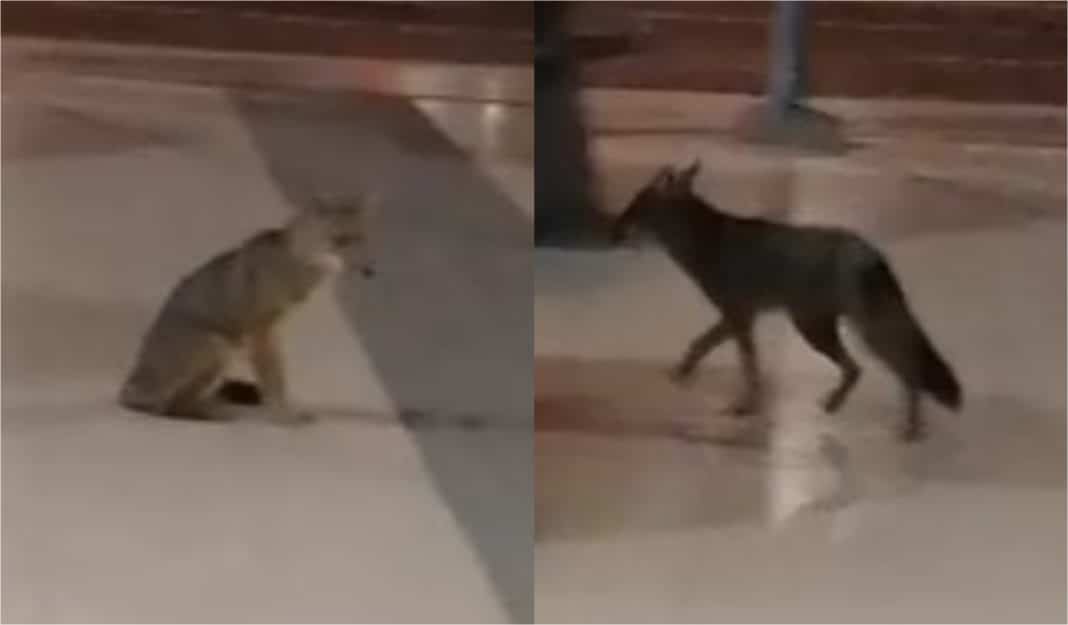 Increíble avistamiento de zorro culpeo en las afueras del Mall Plaza Egaña: ¿Qué hace este animal en plena ciudad?