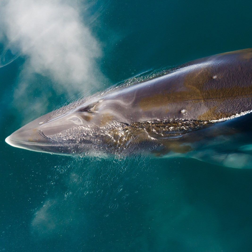 La fascinante melodía de la ballena minke antártica