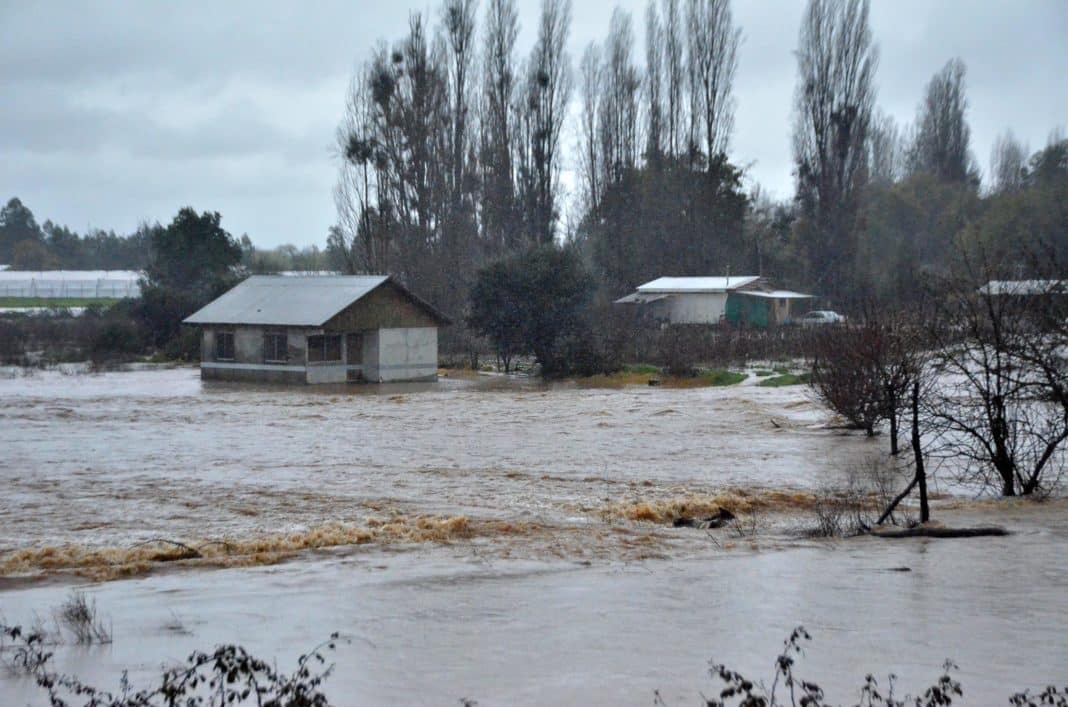 ¡Descubre cómo proteger a tus mascotas durante una inundación!