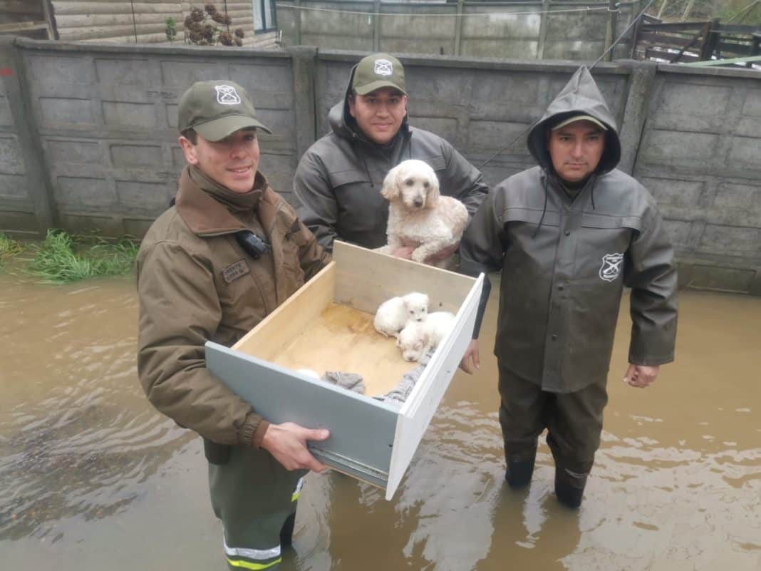 ¡Emotivo rescate! Carabineros salvan a perrita y sus cachorros en Concepción