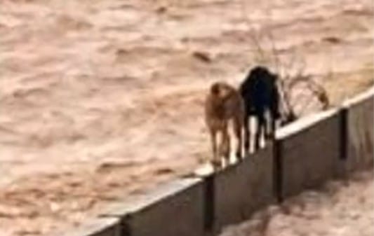 ¡Emotivo rescate! Dos perros son salvados heroicamente del caudaloso río Mapocho