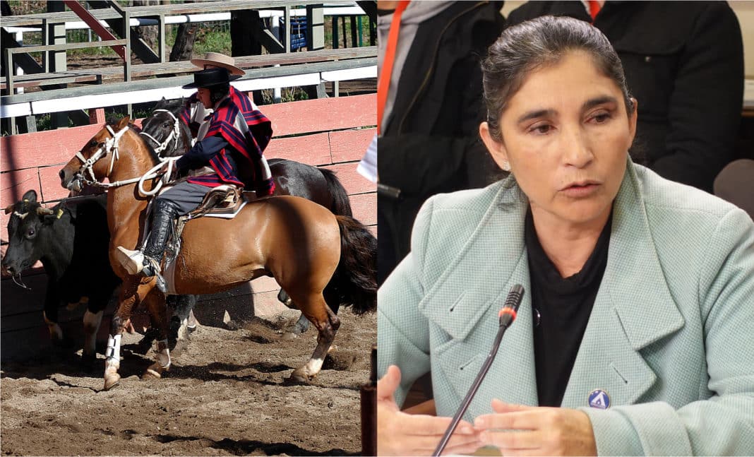 ¡Escándalo! Diputada Ahumada critica proyecto que declara al rodeo como deporte nacional
