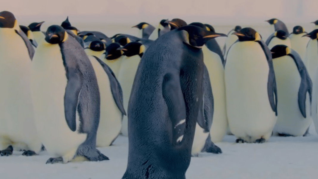 ¡Impactante! El deshielo en la Antártida amenaza la supervivencia de los pingüinos emperador