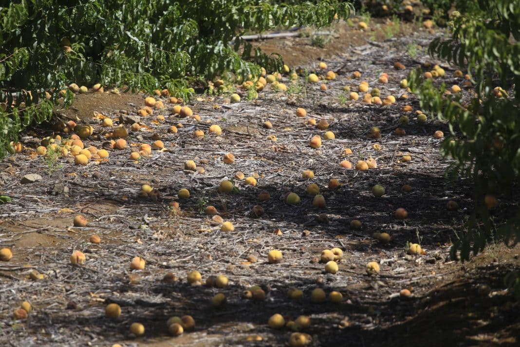 ¡Increíble! Descubre el bono millonario para agricultores afectados por el sistema frontal