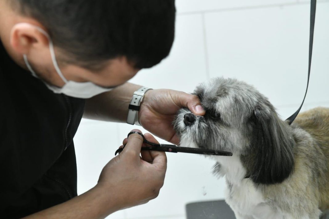 ¡Increíble! Las Condes inaugura peluquería para mascotas con retiro a domicilio