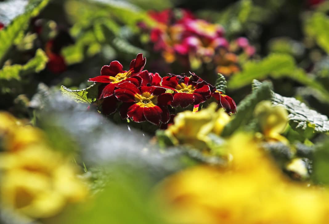 ¡Atención! Descubre la fecha y hora exacta en que inicia la primavera en Chile