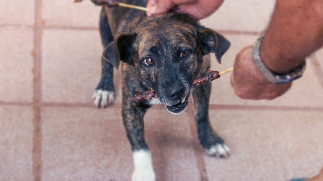 ¡Cuidado! Estos alimentos pueden ser peligrosos para tus mascotas en Fiestas Patrias