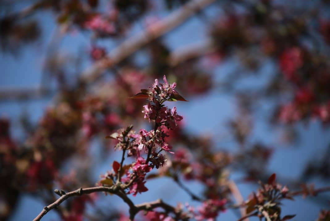 ¡Descubre cómo diferenciar la rinitis alérgica del resfriado común en primavera!