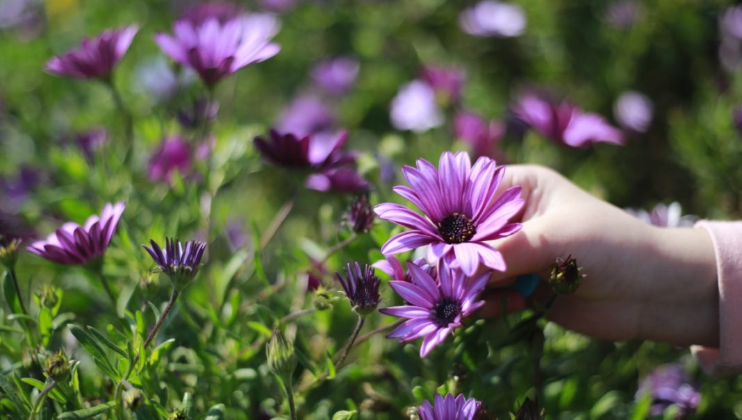 ¡Descubre cuándo comienza la primavera en Chile y prepárate para disfrutarla al máximo!