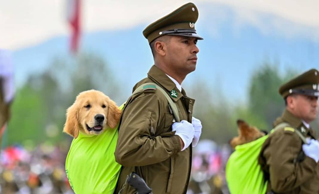 ¡Increíble! Los adorables perritos de Carabineros en la Parada Militar te robarán el corazón