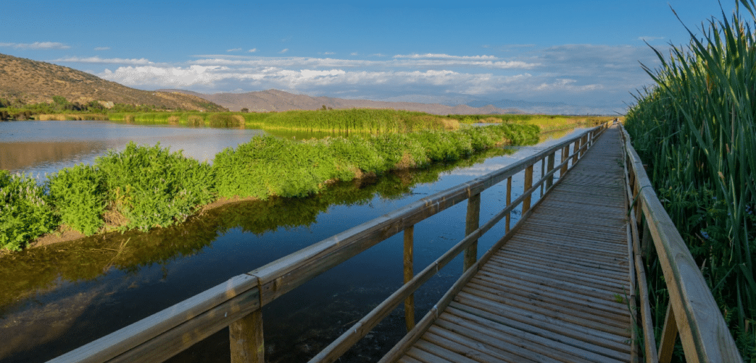 Humedal Batuco: Descubre el santuario de la naturaleza clave amenazado por la crisis hídrica