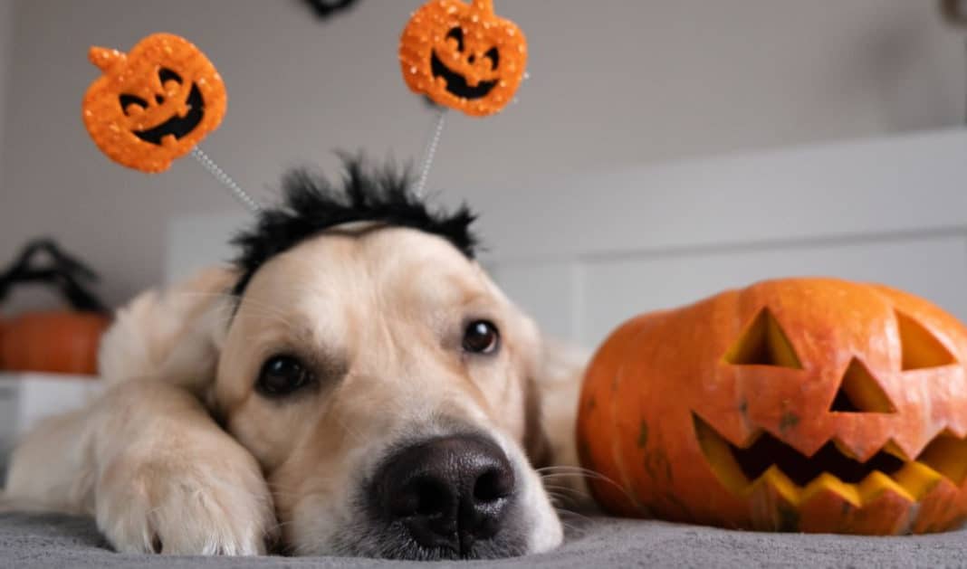 ¡Cuidado en Halloween 2023! Evita darle dulces a tu mascota