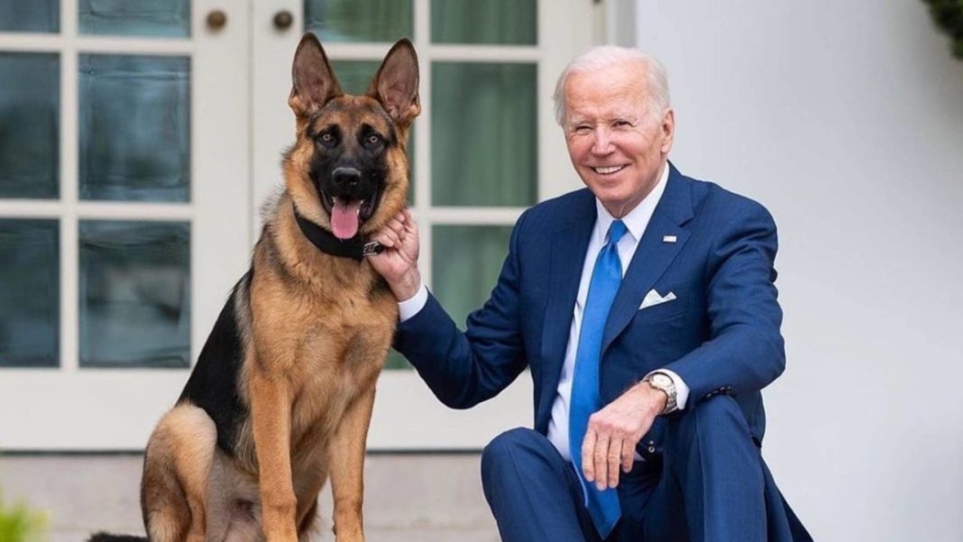 ¡Escándalo en la Casa Blanca! Commander, el perro de la familia Biden, causa estragos
