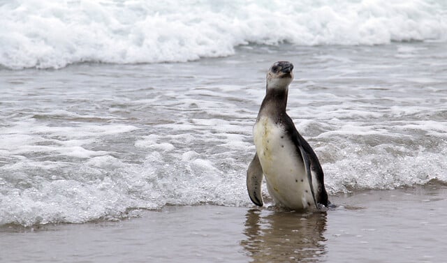 ¡Impactante! Más de 20 mil animales mueren por gripe aviar, incluyendo 3 mil pingüinos de Humboldt