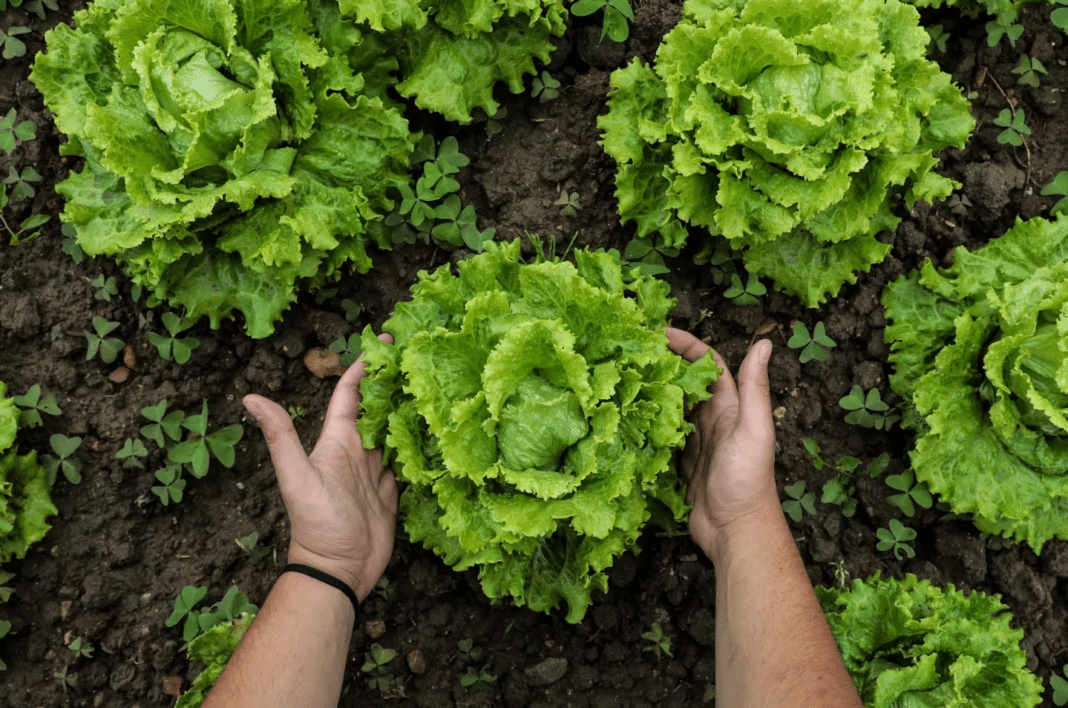 Descubre las 5 verduras de hojas verdes que transformarán tu dieta