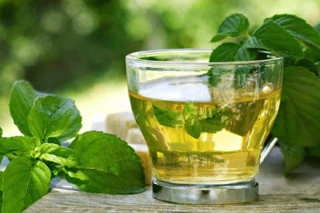 Descubre los increíbles beneficios del té de boldo después de la cena