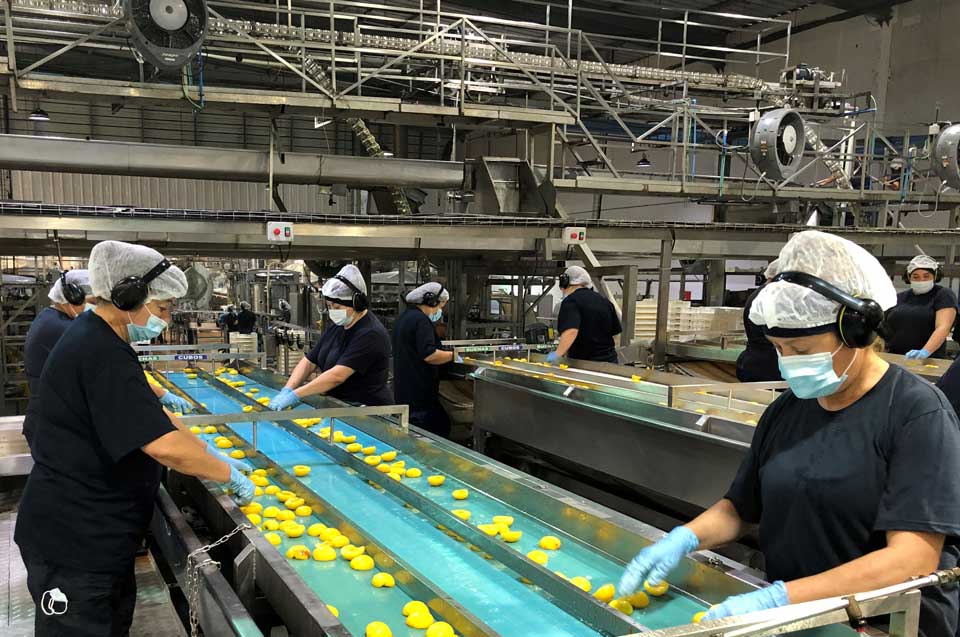 ¡Aconcagua Foods busca más de 2.000 trabajadores temporarios! No se requiere experiencia previa