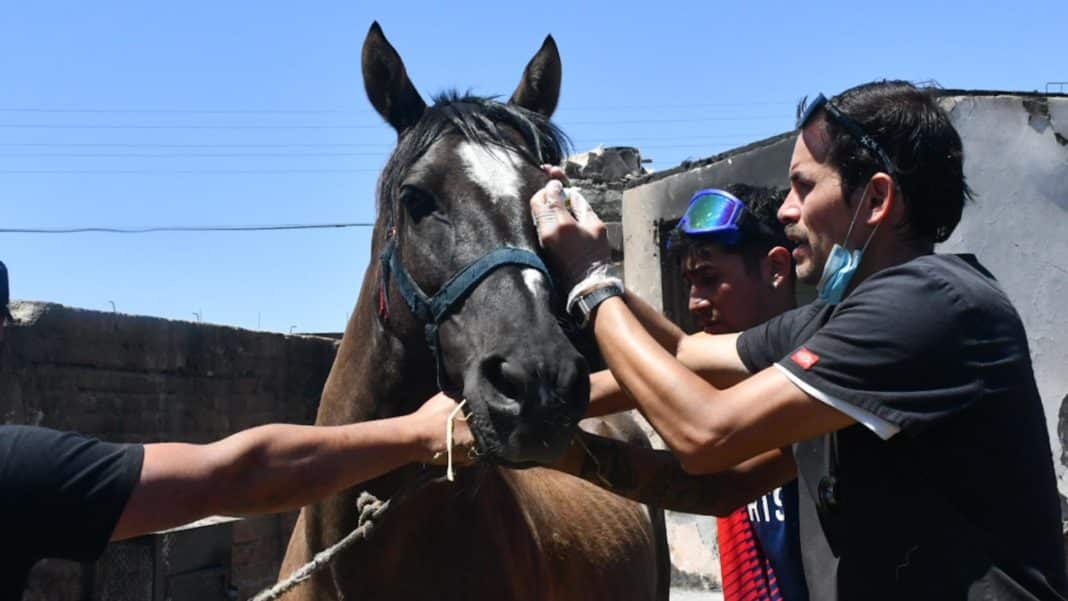 ¡Alerta sanitaria en Chile! Encefalomielitis equina: una enfermedad mortal que amenaza a los caballos