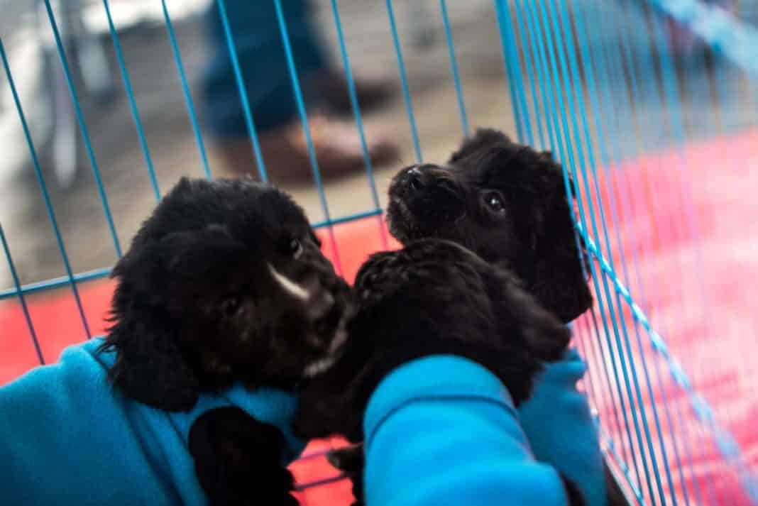 ¡Atención doglovers!: Apumanque anunció nuevas jornadas de adopción de cachorros