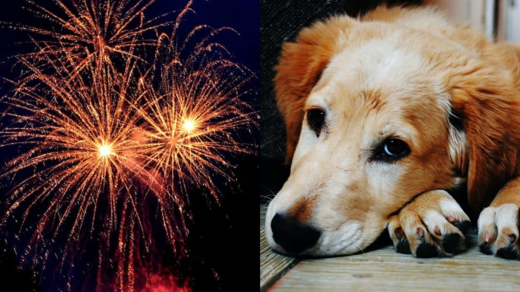 Cinco consejos para proteger a tus mascotas del estrés causado por los fuegos artificiales