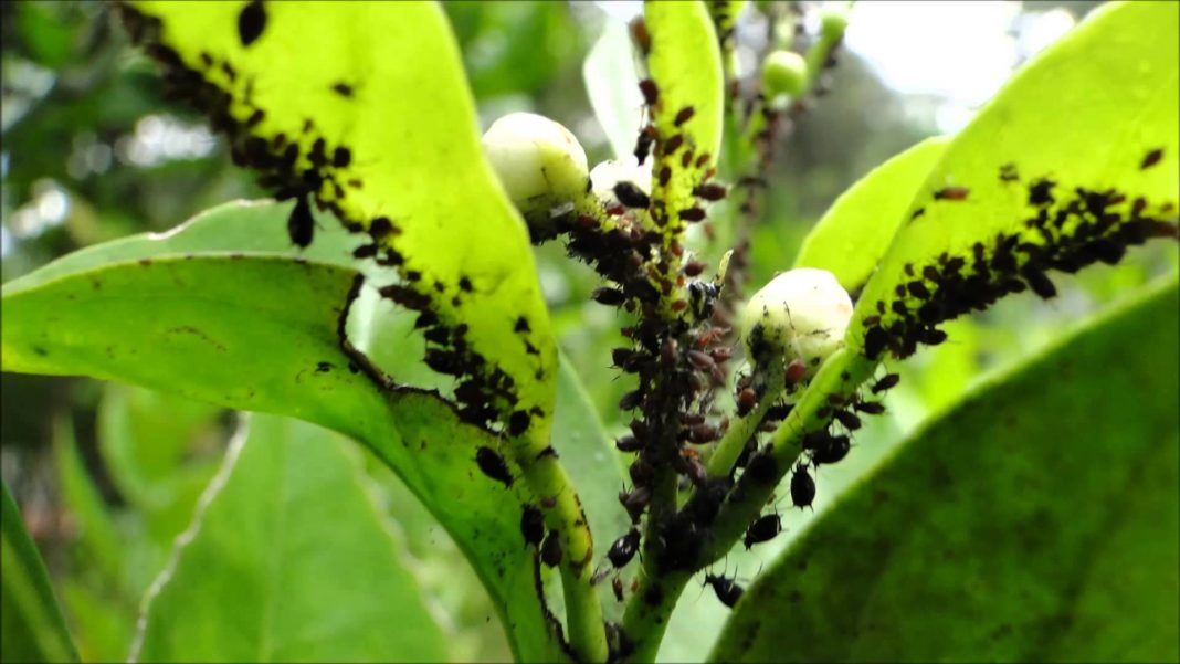 Control biológico en plantas: Descubre el mejor método para combatir las plagas