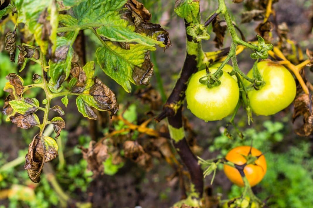 Descubre el innovador mecanismo para controlar plagas agrícolas sin pesticidas