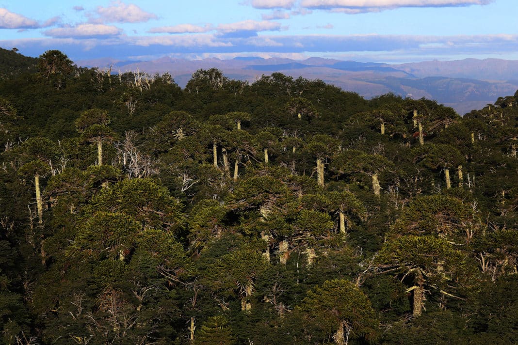 Descubre el rol crucial del sector forestal en el desarrollo sostenible de Chile
