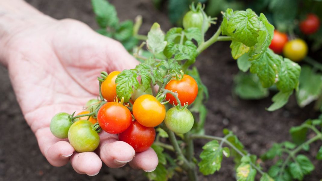 Tomates Cherry: Descubre cómo cultivarlos en casa y disfruta de su sabor único