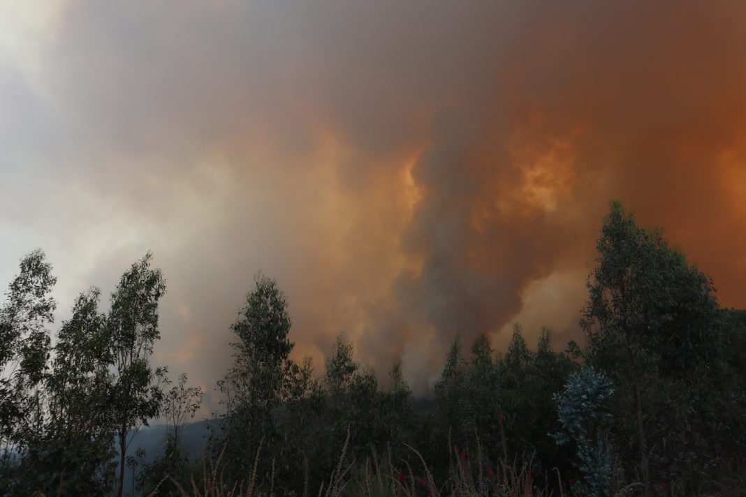 ¡Alerta! Amenaza de incendios forestales en la Región de O’Higgins