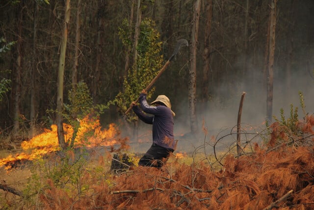 ¡Alerta Roja en Valparaíso! Incendio forestal amenaza la Reserva Nacional Lago Peñuelas
