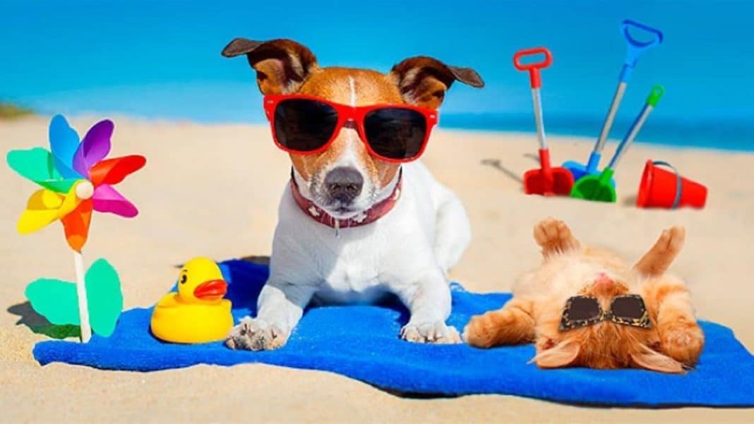 ¡Cuidado! Estas razas de mascotas son sensibles al calor