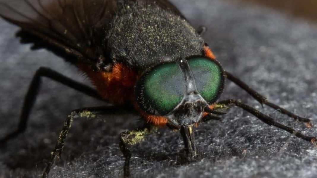 ¡Descubre al coliguacho, el insecto que invade el verano en Chile!