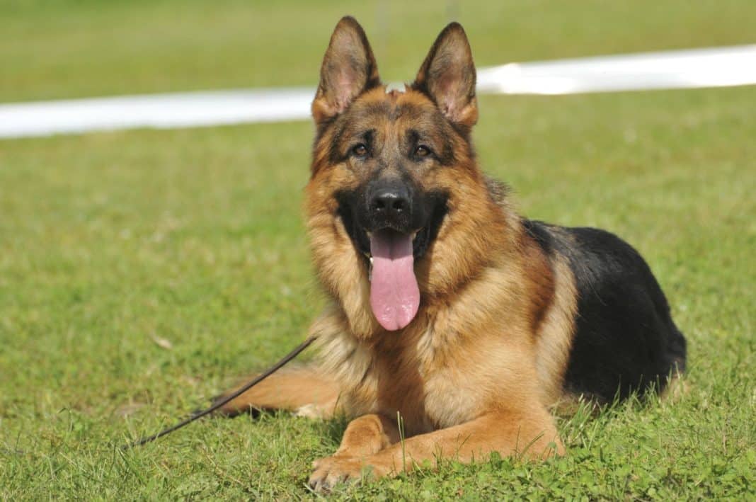 ¡Descubre las 6 mejores razas de perros guardianes para proteger tu hogar!