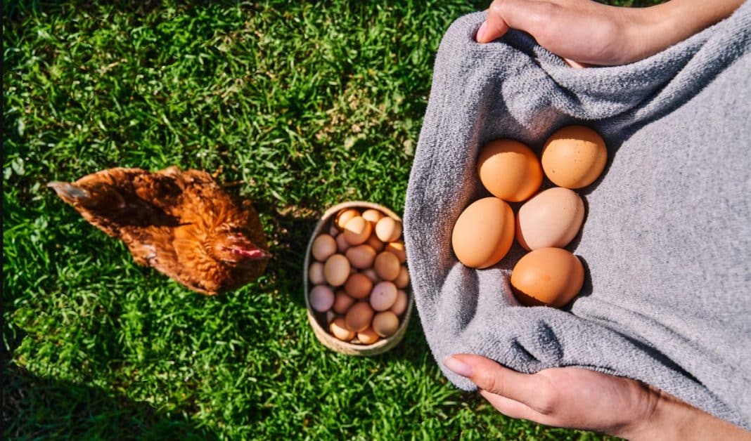 ¡Descubre los revolucionarios huevos en polvo chilenos que están conquistando la industria alimentaria!