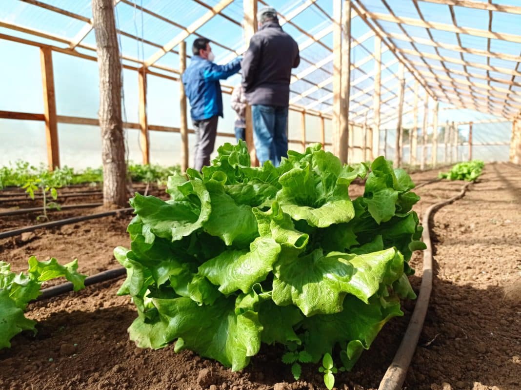 ¡Impactante! Agricultores congelan inversiones por incertidumbre política