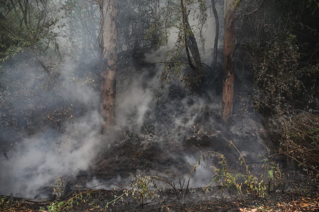 ¡Increíble! Se cancela Alerta Roja por incendio forestal en Litueche