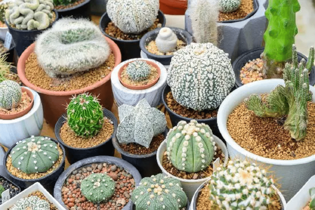 Cactus: 4 consejos infalibles para que crezcan sanos y fuertes