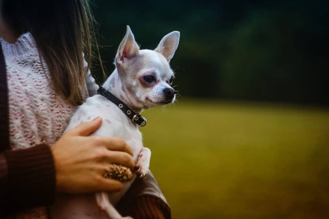 Descubre las 5 razas de perros más independientes y perfectas para la soledad en casa