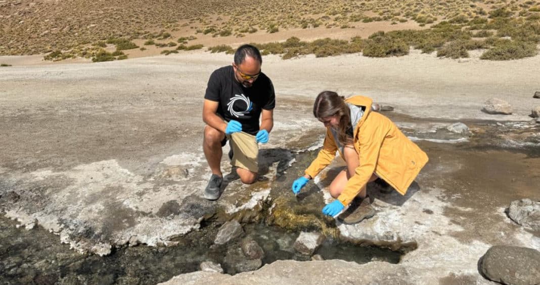 Descubrimiento de nuevas especies en el salar de Atacama