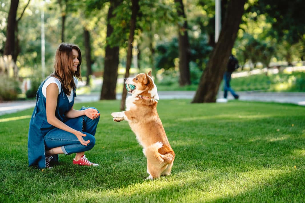 El hábitat ideal para nuestros compañeros caninos: ¿dentro o fuera?