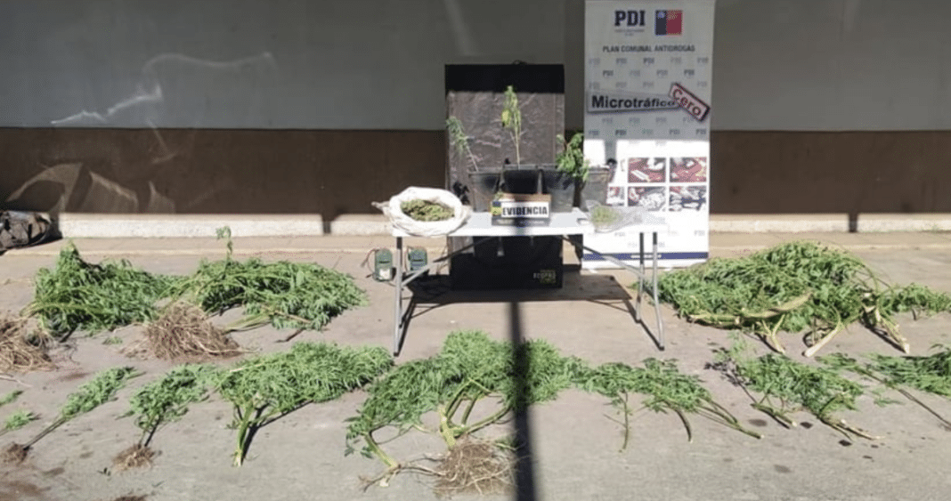 Impactante: Detienen a hombre con 25 plantas de marihuana en comunidad mapuche