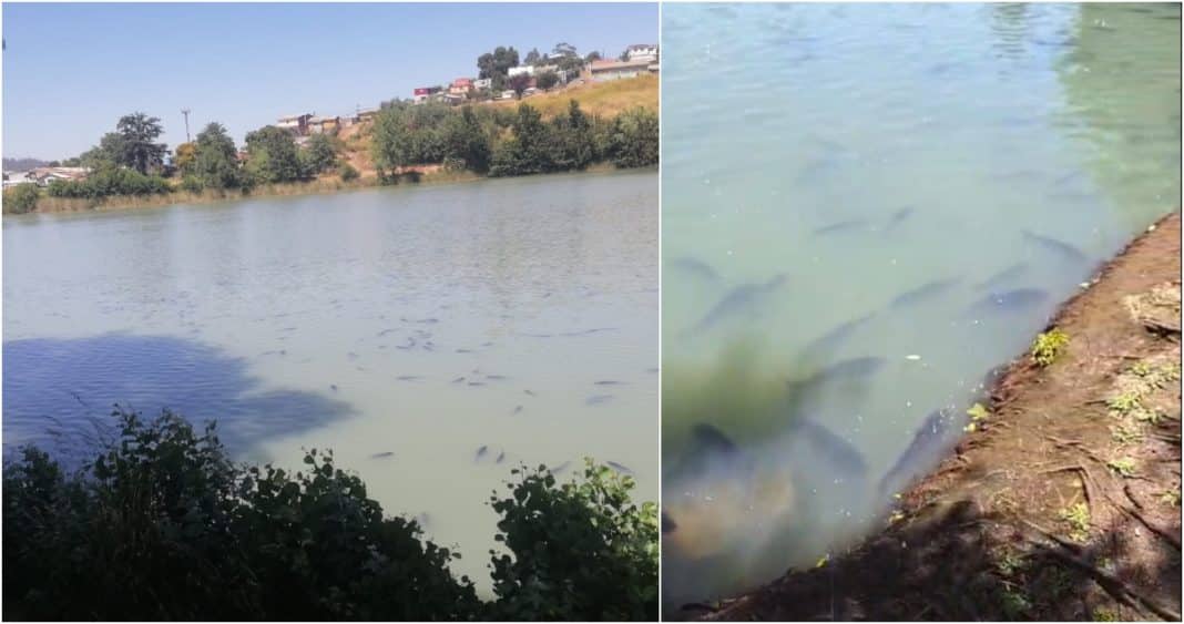 Impactante: Muerte de especies por contaminación de Laguna Lo Méndez de Concepción