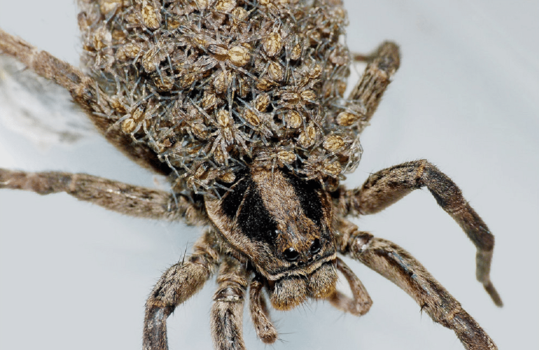 Increíble: la araña lobo puede llevar más de 100 crías encima