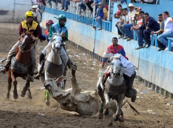 Municipalidad de Paine prohíbe polémica «Fiesta Llanera» en la comuna